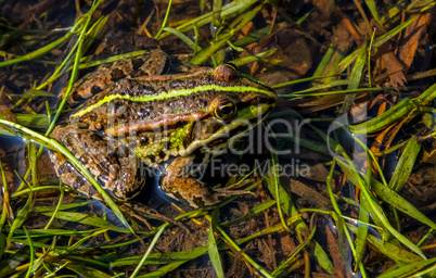 Frog in river in summer season.