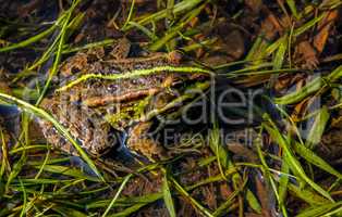 Frog in river in summer season.