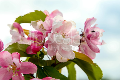 Apple tree flowers in spring season.