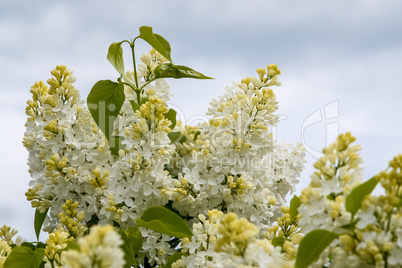 Blooming white lilac flowers in spring season.