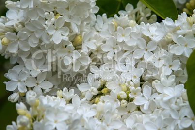 Blooming white lilac flowers in spring season.