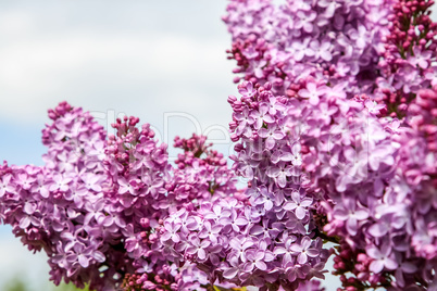 Blooming pink lilac flowers in spring season.