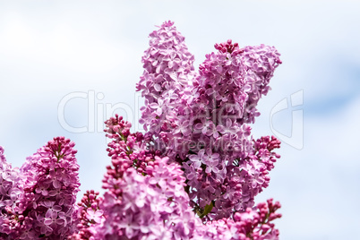 Blooming pink lilac flowers in spring season.