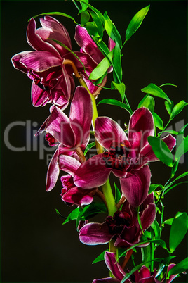 Pink orchid flowers on dark background.