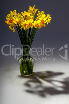 Yellow daffodil flowers in vase on dark background.