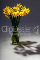 Yellow daffodil flowers in vase on dark background.