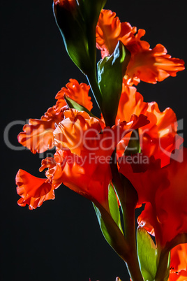 Red gladiolus flowers on black background.