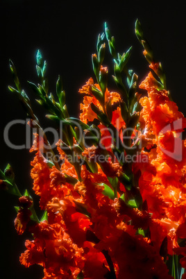 Red gladiolus flowers on black background.