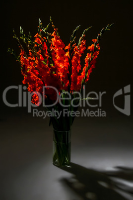 Red gladiolus flowers in vase on dark background.
