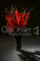 Red gladiolus flowers in vase on dark background.