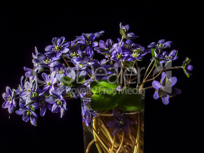 Blue anemone flowers in glass on black background.