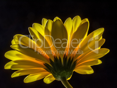 Yellow gerbera on black background.