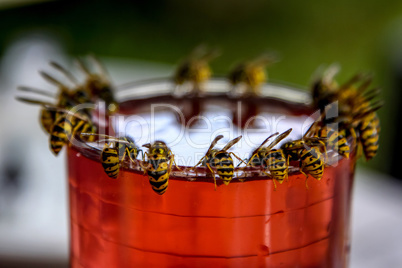 Wasps feast. Wasps on the glass of sweet drink
