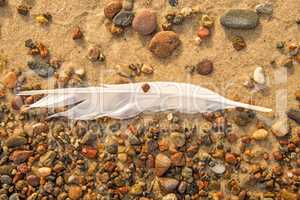 feather on a beach on pebbles and sand