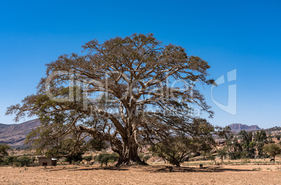 Big alone standing tree near Wukro Cherkos in Ethiopia