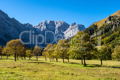 maple trees at Ahornboden, Karwendel mountains, Tyrol, Austria