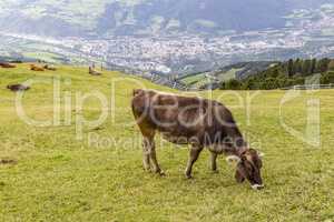 Kuh auf Almwiese, Südtirol, Italien, cow on meadow, south tyrol