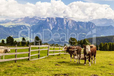Rinder auf Almwiese, Südtirol, Italien, cattle on meadow, south