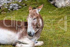 Donkey in the Italian Dolomites seen on the hiking trail Col Raiser, Italy