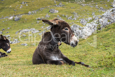 Donkey in the Italian Dolomites seen on the hiking trail Col Raiser, Italy