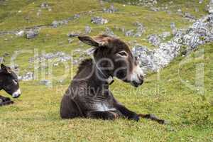 Donkey in the Italian Dolomites seen on the hiking trail Col Raiser, Italy