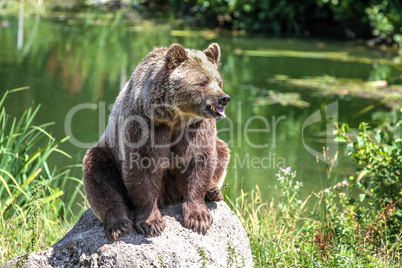 European brown bear, ursus arctos in a park