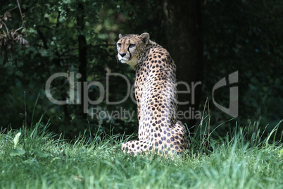 Cheetah, Acinonyx jubatus, beautiful mammal animal in the zoo