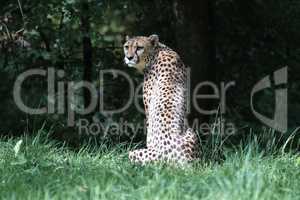 Cheetah, Acinonyx jubatus, beautiful mammal animal in the zoo