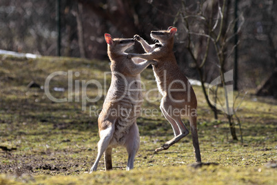 Red kangaroo, Macropus rufus in a german zoo