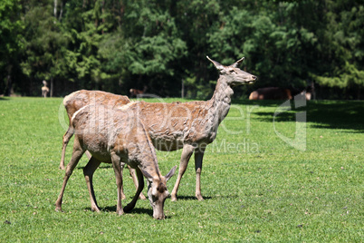 The fallow deer, Dama dama is a ruminant mammal