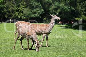 The fallow deer, Dama dama is a ruminant mammal