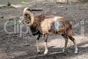 European mouflon, Ovis orientalis musimon. Wildlife animal.