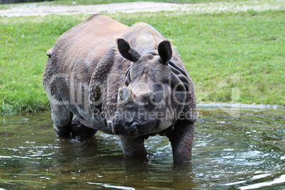 The Indian Rhinoceros, Rhinoceros unicornis aka Greater One-horned Rhinoceros