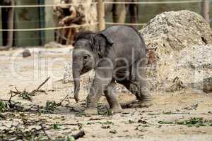 The Asian elephant, Elephas maximus also called Asiatic elephant