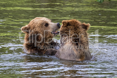 European brown bear, ursus arctos in a park