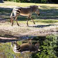 Hartmann's Mountain Zebra, Equus zebra hartmannae. An endangered zebra