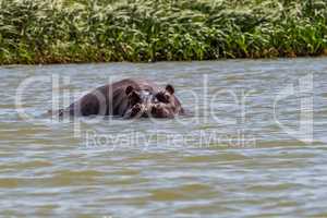 Hippo looking out of the water in lake Tana, Ethiopia