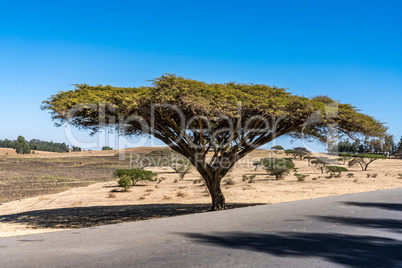 Big tree on the road from Gondar to the Simien mountains, Ethiopia, Africa