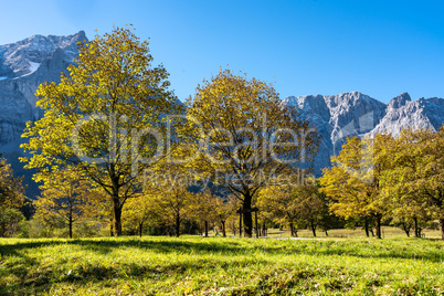 maple trees at Ahornboden, Karwendel mountains, Tyrol, Austria