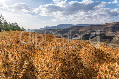 Saflor flower field between in Tigray, Northern Ethiopia, Africa