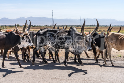 Brahman or Zebu bulls on the road to Gheralta in Tigray, Ethiopia