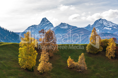 Autumn in Davos Grisons Switzerland, yellow coloured trees