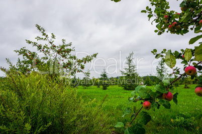 Garden in Koknese park Garden of Destinies in Latvia.