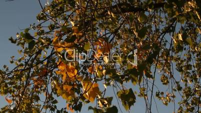 Birkenzweige im Herbst