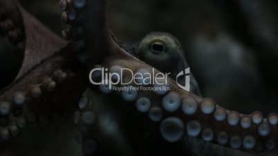 Octopus Tentakel und Augenkontakt