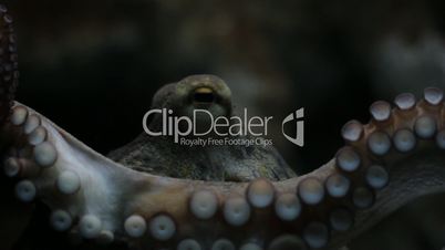 Octopus Augenkontakt