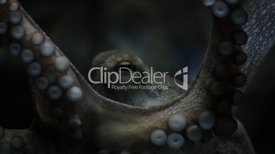 Octopus Auge und Tentakel