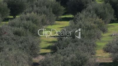 Olivenbäume Griechenland