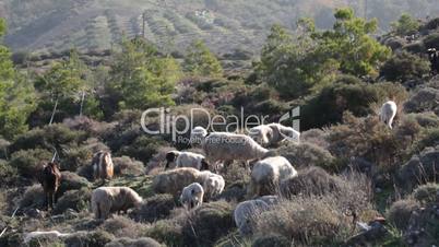 Schafe und Ziegen auf Kreta