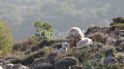 Schafe in den Bergen Kretas
